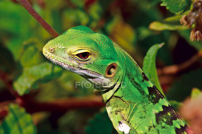 Foto recortada de iguana verde - foto de stock