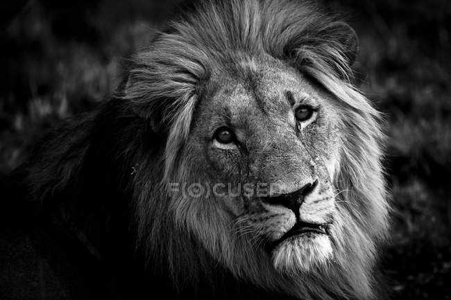 Retrato de leão macho — Fotografia de Stock