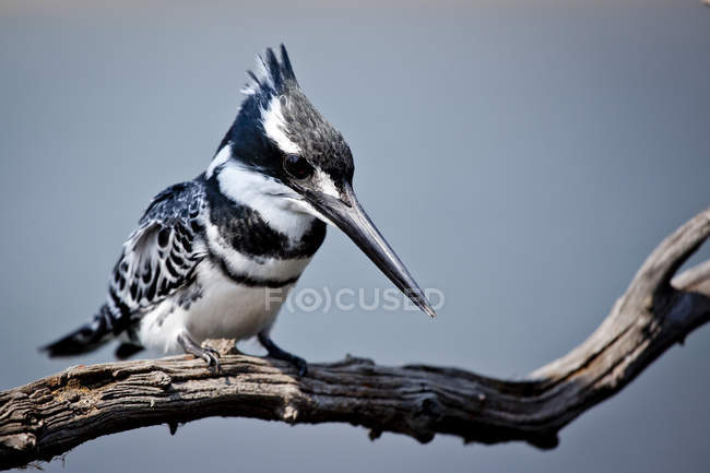 Pied Kingfisher su ramo — Foto stock