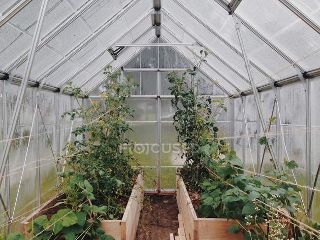 Greenhouse with plants in wooden boxes — Stock Photo