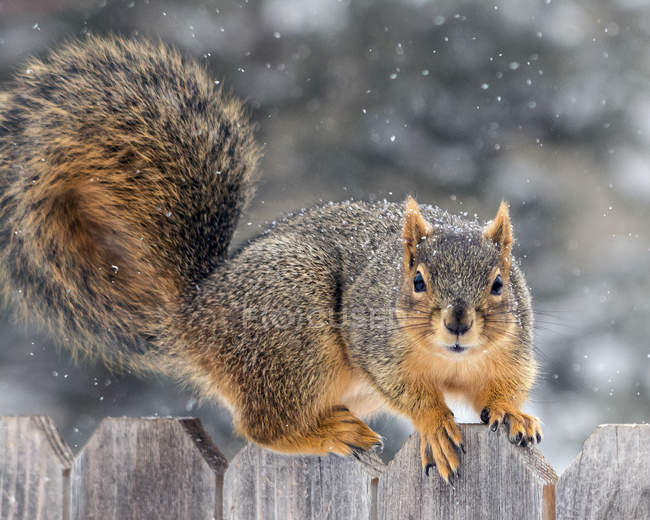 Squirrel on wooden fence — Stock Photo
