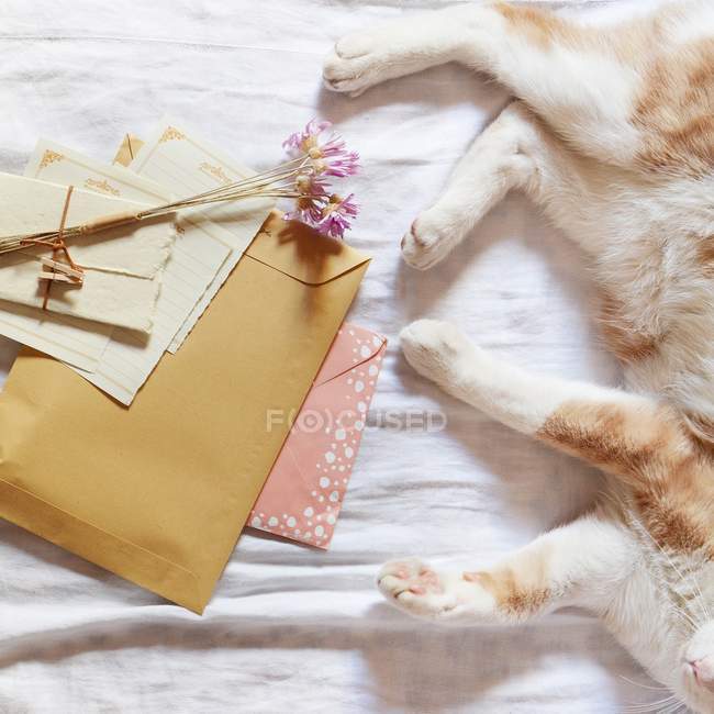 Gatto e lettere su stoffa bianca — Foto stock