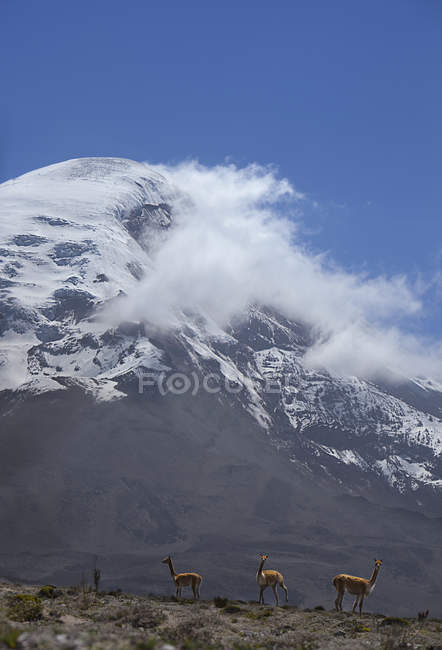 Дикая викуна, стоящая у подножия горы — стоковое фото