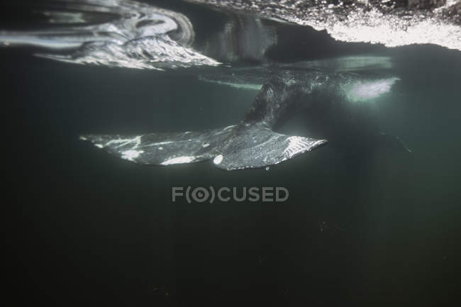 Barbatana de cauda de baleia cinzenta nadando no mar — Fotografia de Stock