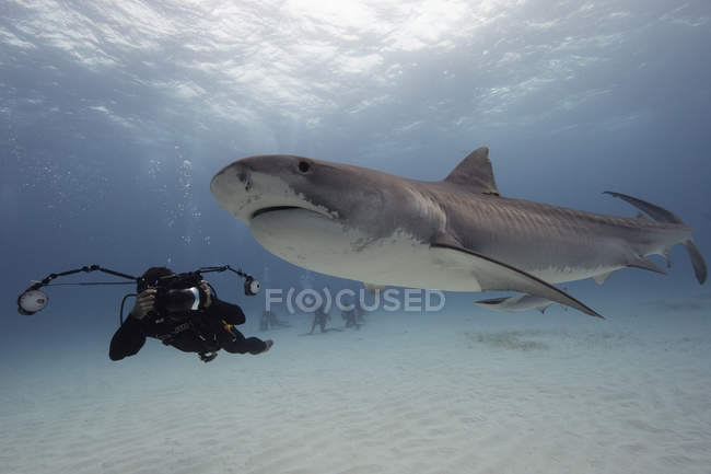 Diver fotografare squalo tigre sott'acqua — Foto stock