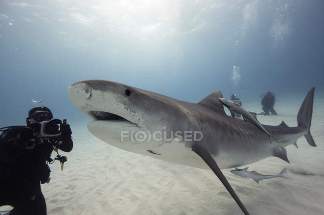 Mergulhador fotografando tubarão tigre subaquático — Fotografia de Stock