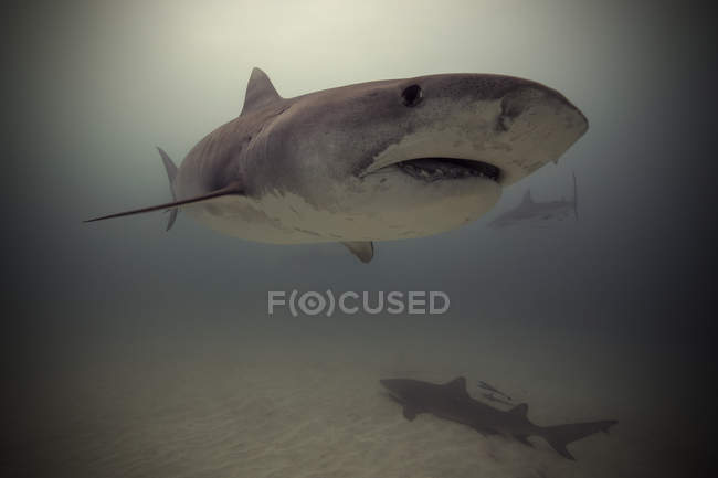 Тигровая акула плавает над океанским дном — стоковое фото