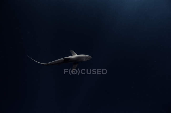 Silky Shark swimming in dark ocean — Stock Photo
