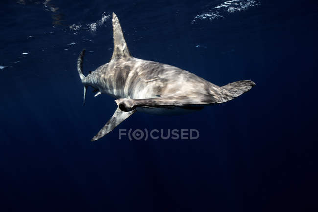 Tubarão-martelo liso nadando no oceano — Fotografia de Stock