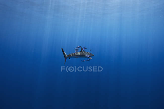 Tiburón sedoso y peces piloto nadando lado a lado - foto de stock