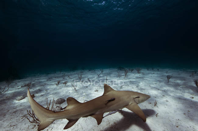 Лимонная акула плавает над океанским дном — стоковое фото