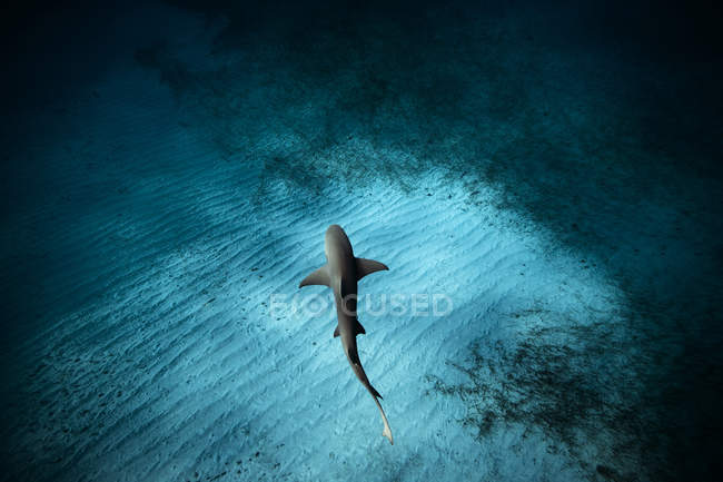 Squalo che nuota sopra il fondo dell'oceano — Foto stock