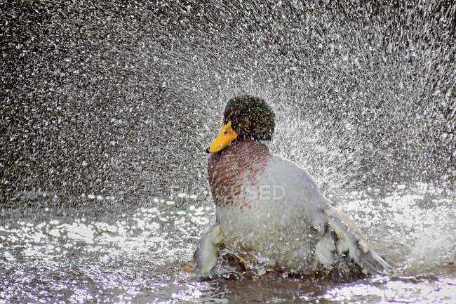 Pato salpicando agua - foto de stock