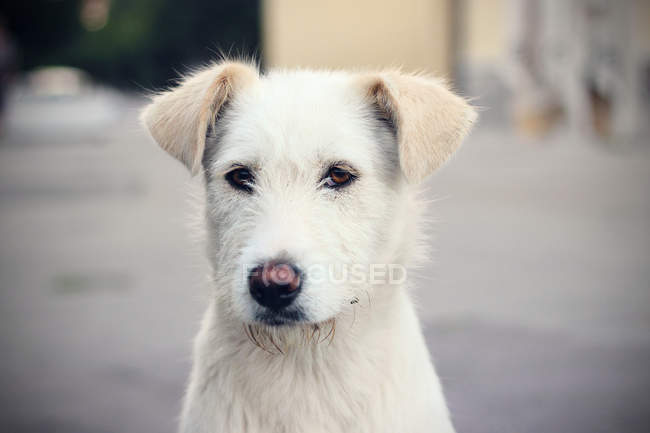 Portrait of white dog — Stock Photo