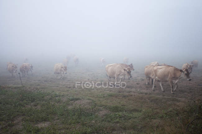 Vacas Jersey em nevoeiro — Fotografia de Stock