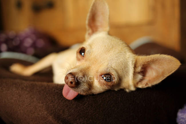 Close-up of resting chihuahua — Stock Photo