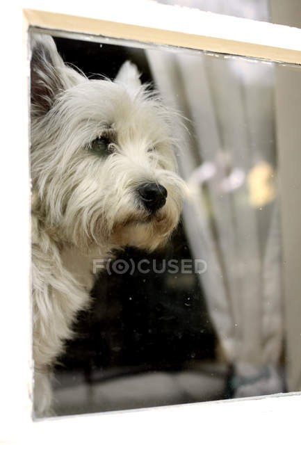 West highland white terrier — Stock Photo
