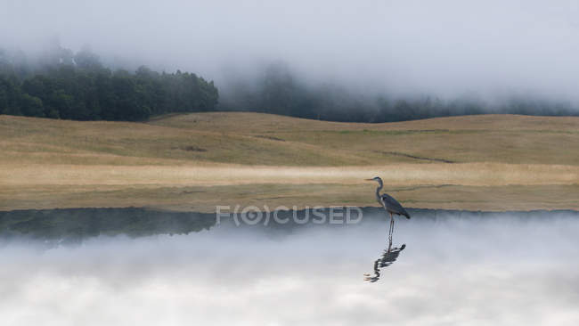 Crane in lake at dawn — Stock Photo