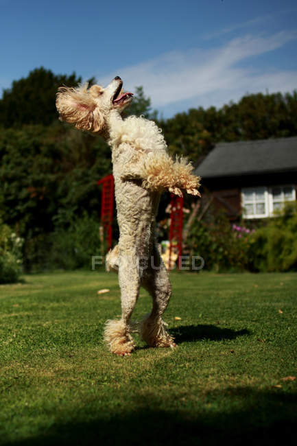 Poodle standing up — Stock Photo