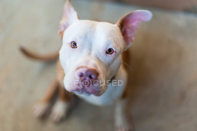 Retrato de filhote de cachorro Pitbull — Fotografia de Stock