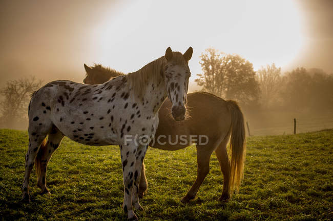 Deux chevaux dans le champ — Photo de stock