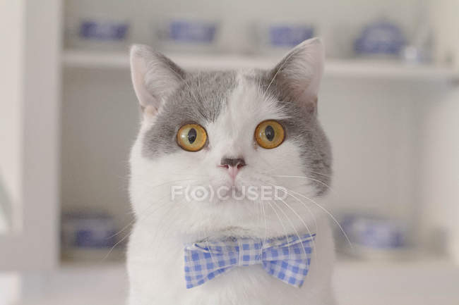 Retrato de gato con pajarita - foto de stock