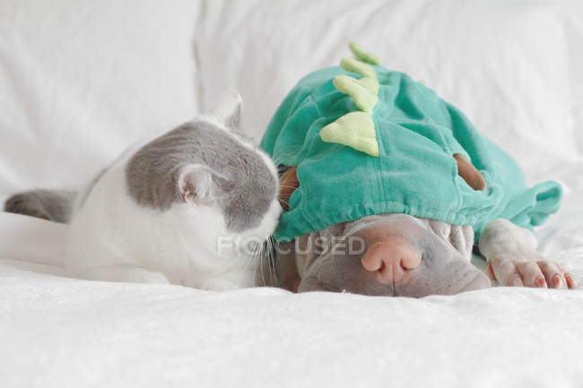 Cat playing with dog — Stock Photo