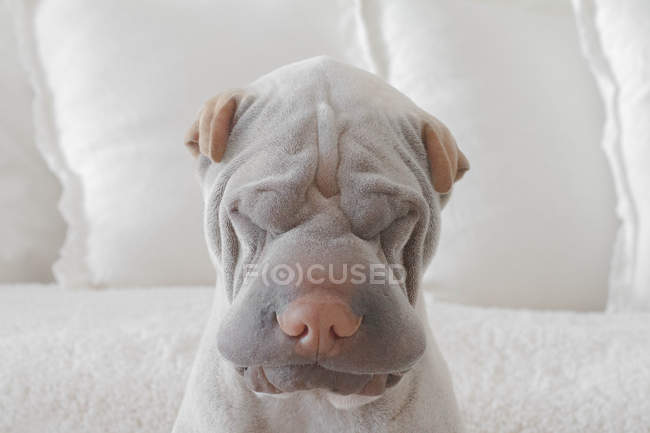 Retrato de cão shar-pei — Fotografia de Stock