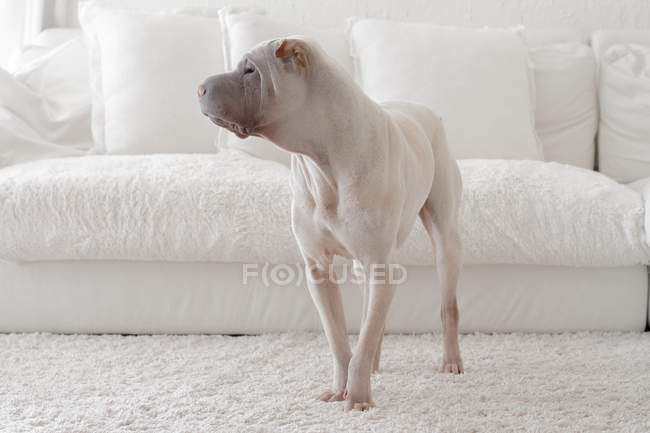 Shar-pei dog beside white sofa — Stock Photo