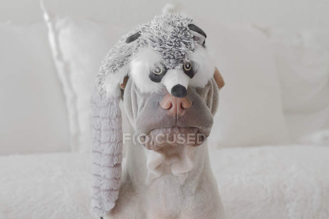 Портрет собаки шарпей — стокове фото