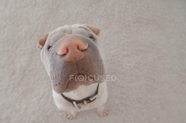Shar-pei waiting for food — Stock Photo