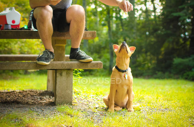 Uomo che nutre il suo cane — Foto stock
