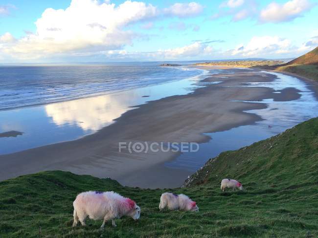 Pâturage de moutons sur une falaise — Photo de stock