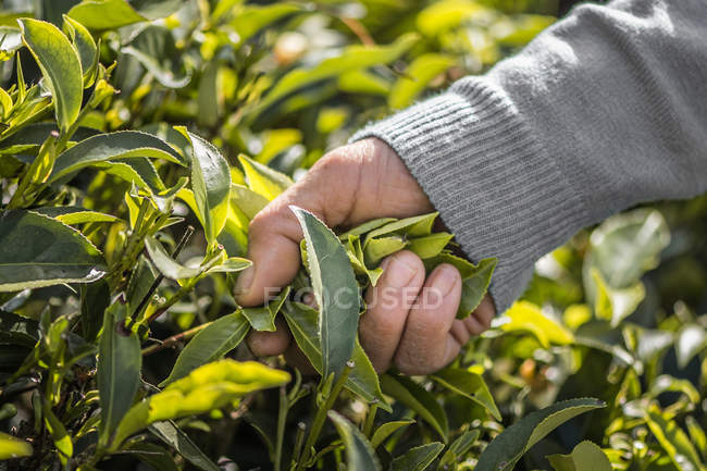 Mão escolhendo folhas de chá — Fotografia de Stock