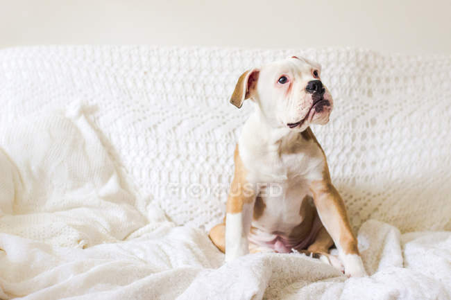 Filhote de cachorro sentado no sofá — Fotografia de Stock