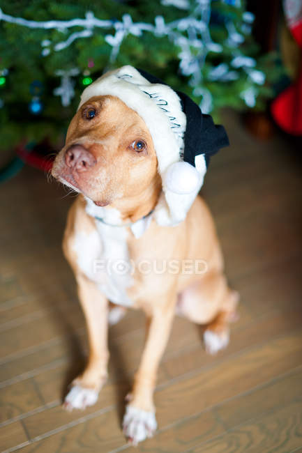 Pitbull usando chapéu de Natal — Fotografia de Stock