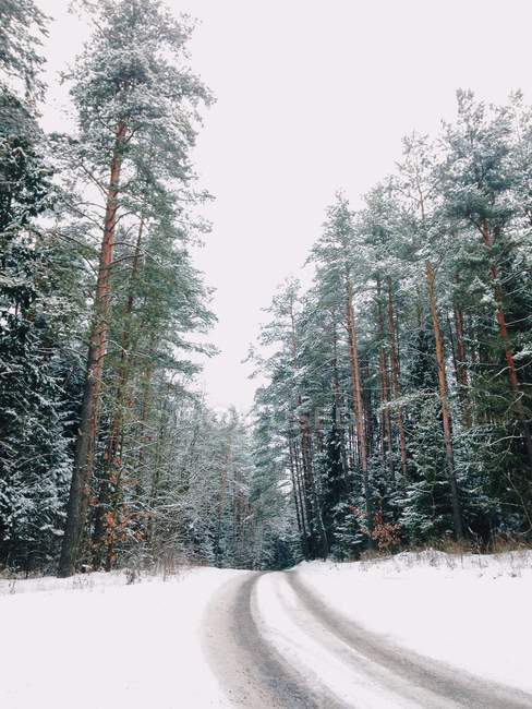 Порожня снігова покрита дорога — стокове фото