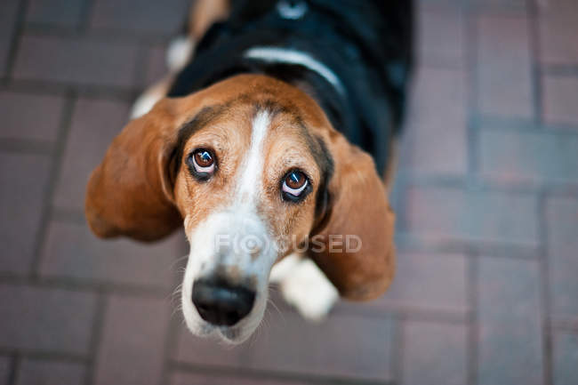 Cão beagle no pavimento olhando para cima — Fotografia de Stock