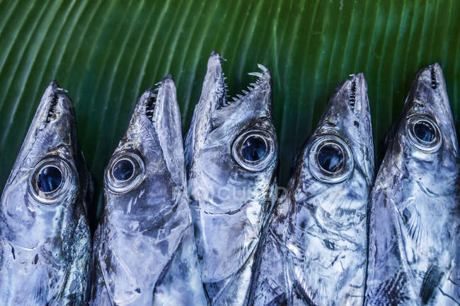 Fila de pescado en el mercado de pescado - foto de stock
