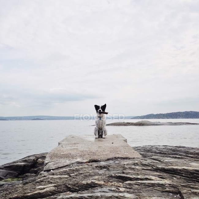 Hund mit Stock am Meer — Stockfoto