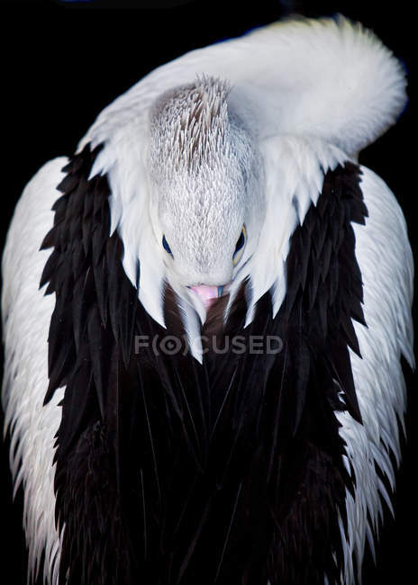 Retrato de pássaro pelicano — Fotografia de Stock