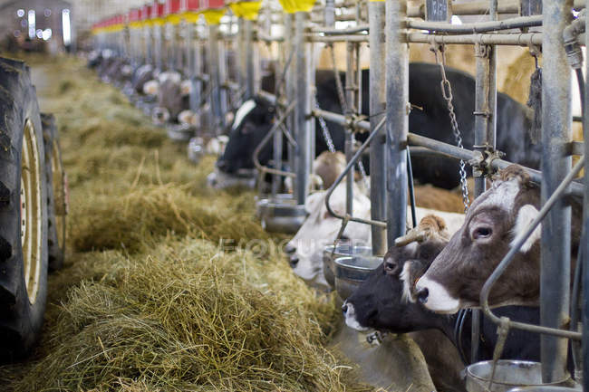 Alimentazione mucche in fienile — Foto stock