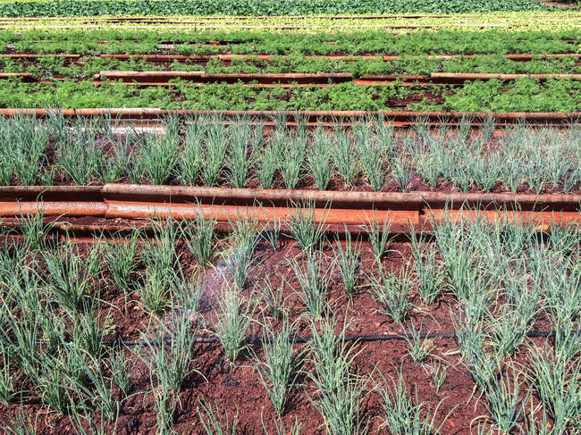 Reihen von Bio-Gemüse auf dem Bauernhof — Stockfoto