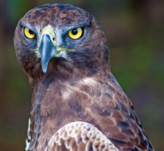 Portrait of Steppe Eagle — Stock Photo
