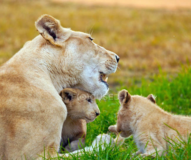Löwin mit Jungtieren auf der Wiese — Stockfoto