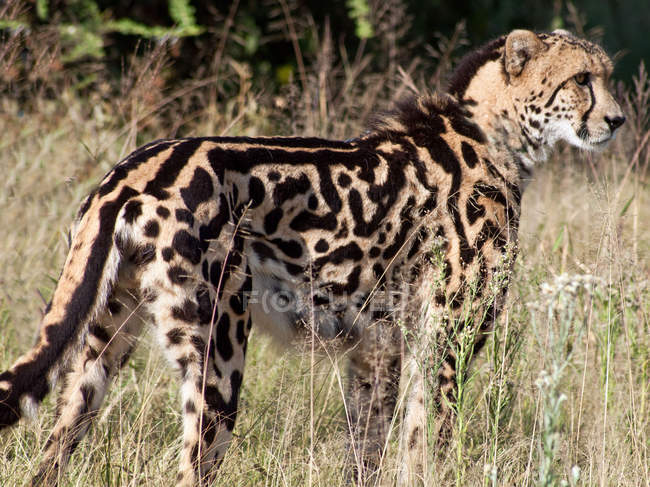 Rey Cheetah en el arbusto - foto de stock