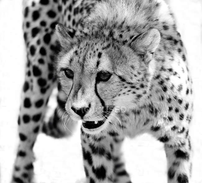 Porträt eines brüllenden Geparden — Stockfoto