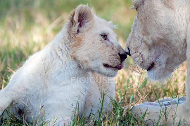Leoa branca e filhote — Fotografia de Stock