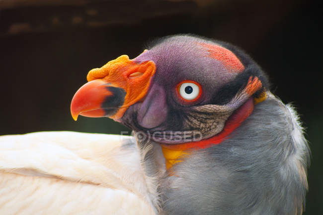 King Vulture, South Africa — Stock Photo