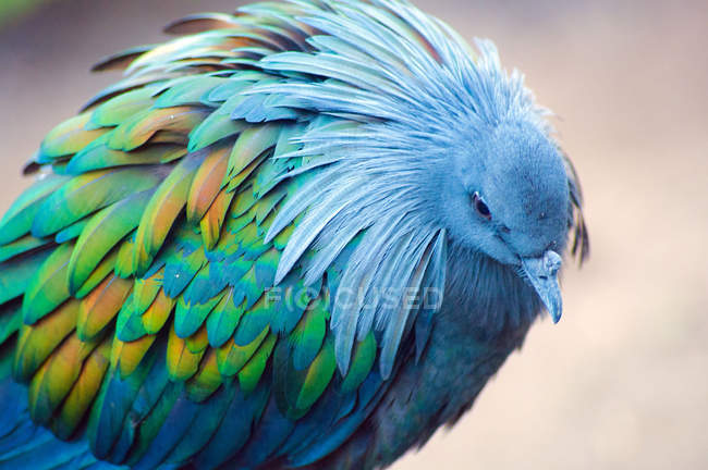 Нікобарські голуб, Південно-Африканська Республіка — стокове фото